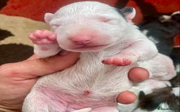 English Bull Terrier dogs for sale: English bull terrier puppy’s  - Image 3