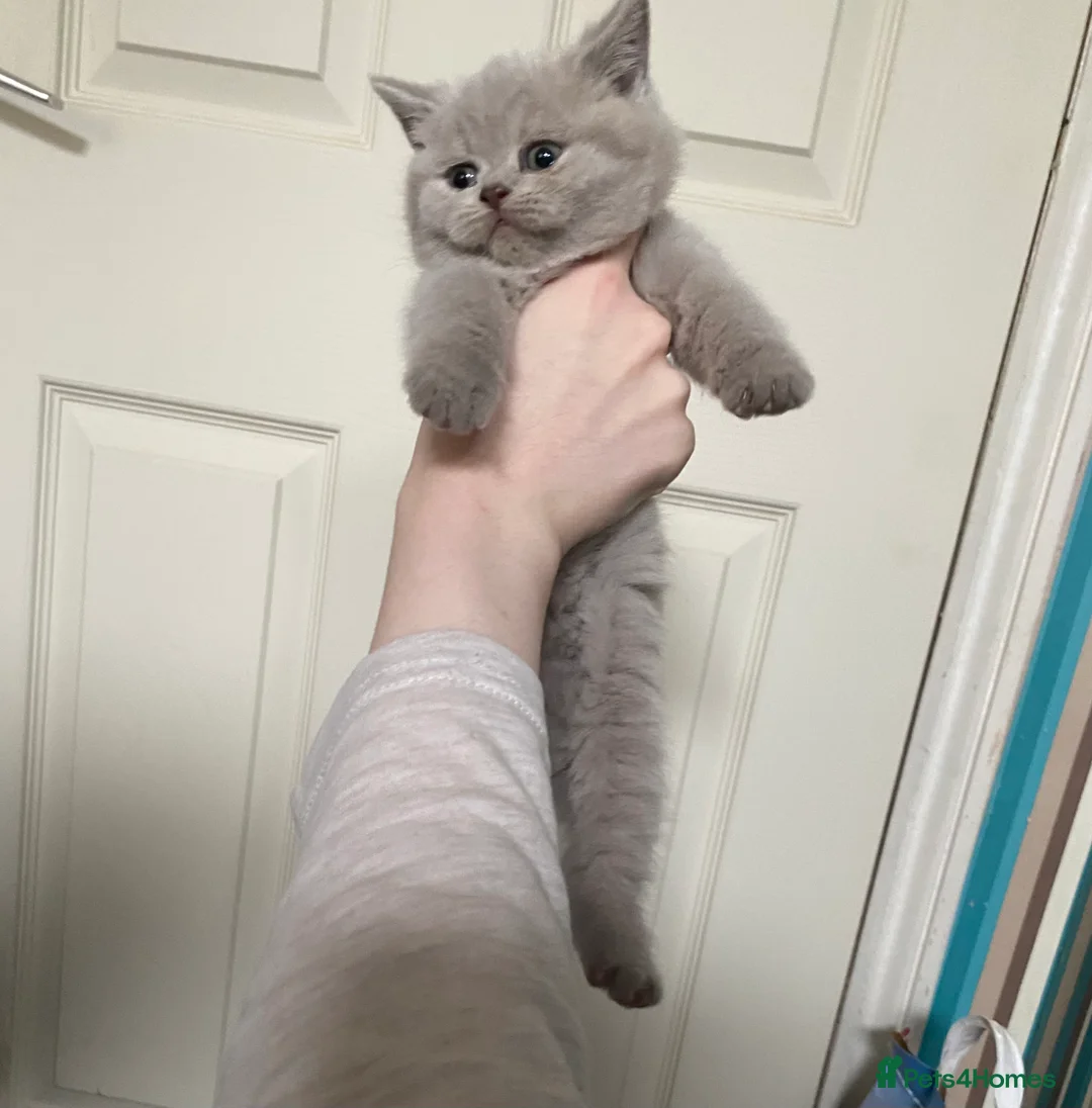British Shorthair cats for stud: 🐈‍⬛ GIZZY THE STUD 🐈‍⬛ GCCF AND TICA REGISTERED  in Solihull - Advert 11