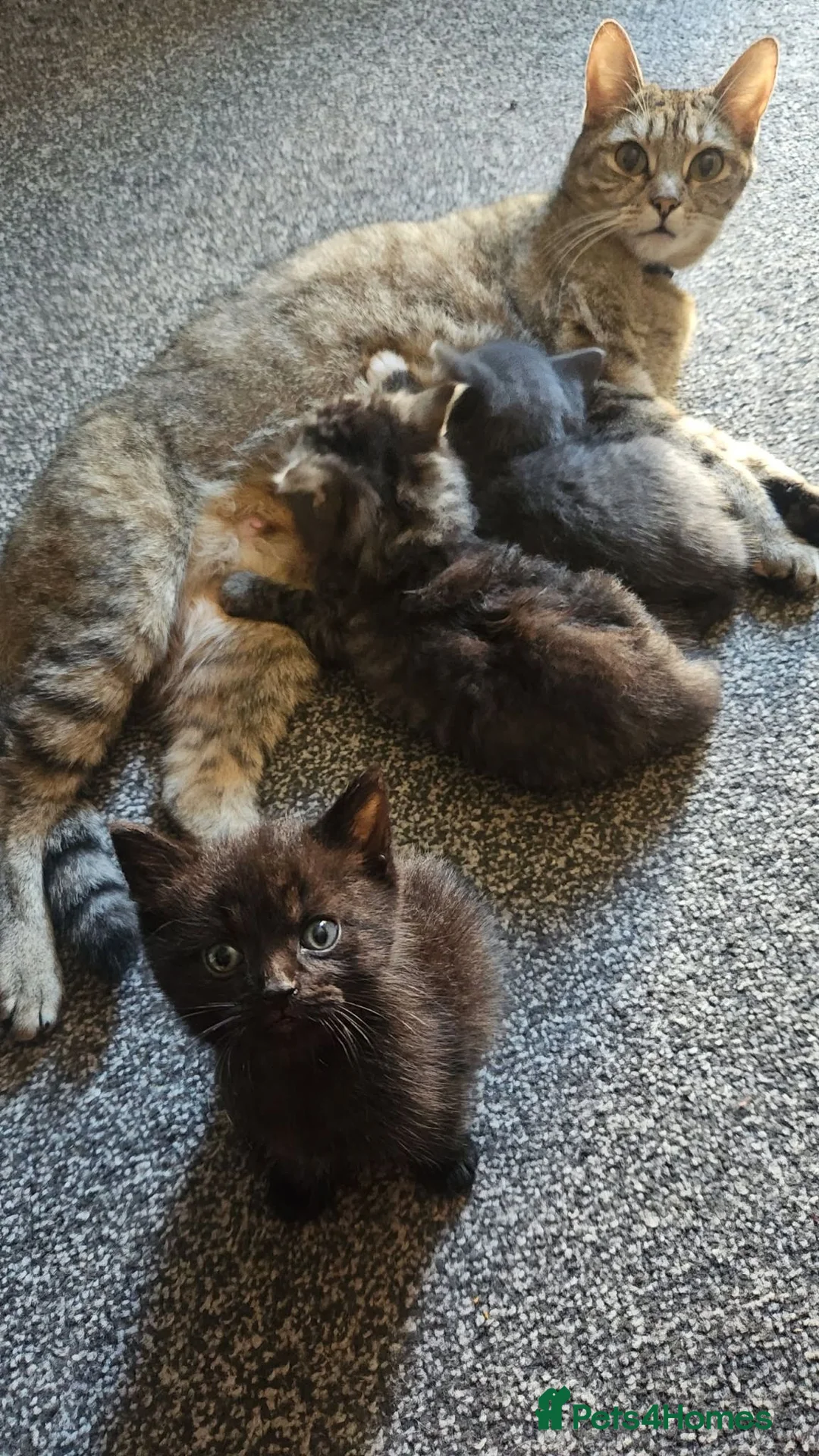 Mixed Breed cats for sale: 3 Gorgeous Kittens for Sale in Derby - Advert 2