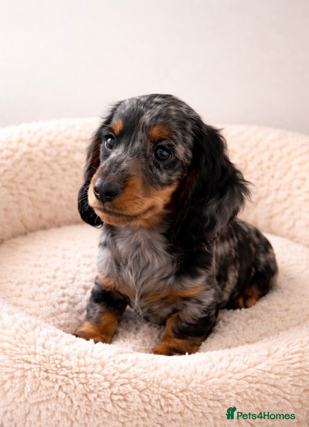 Dachshund dogs for sale: Miniature long haired Dachshund puppies  - Advert 3