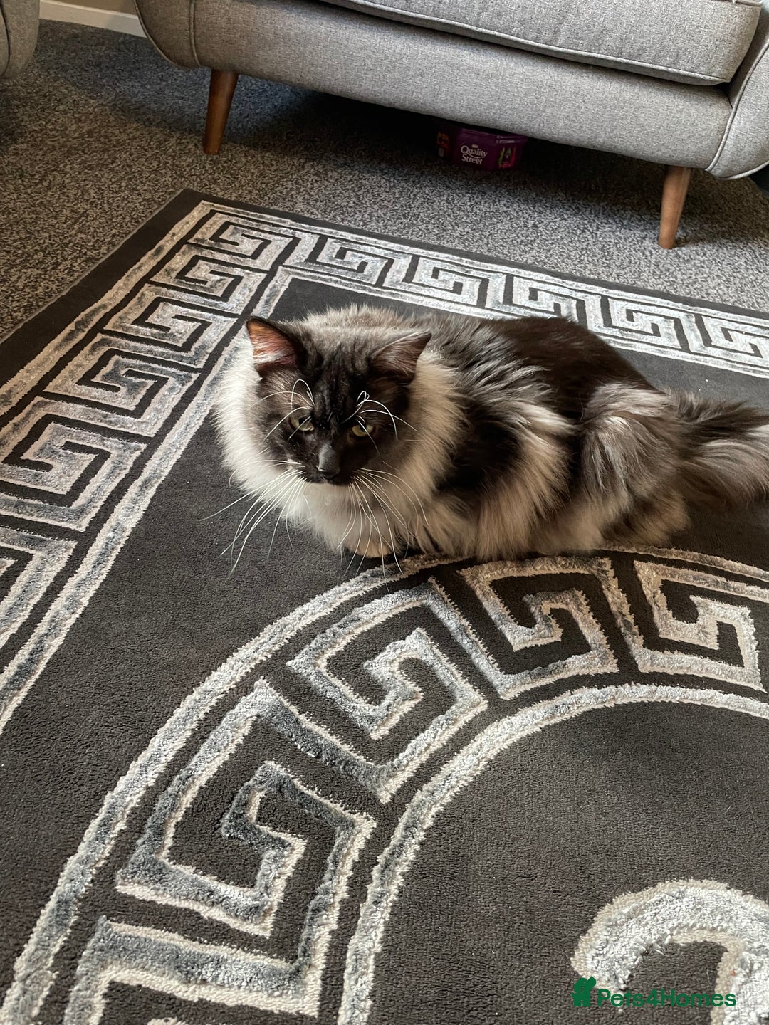 Mixed Breed cats for sale: Norwegian forest cat x Maine coon - Advert 2