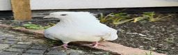 Pigeons birds for sale: Pair of Iranian Pigeons and Modena for Sale 🕊️ - Advert 6