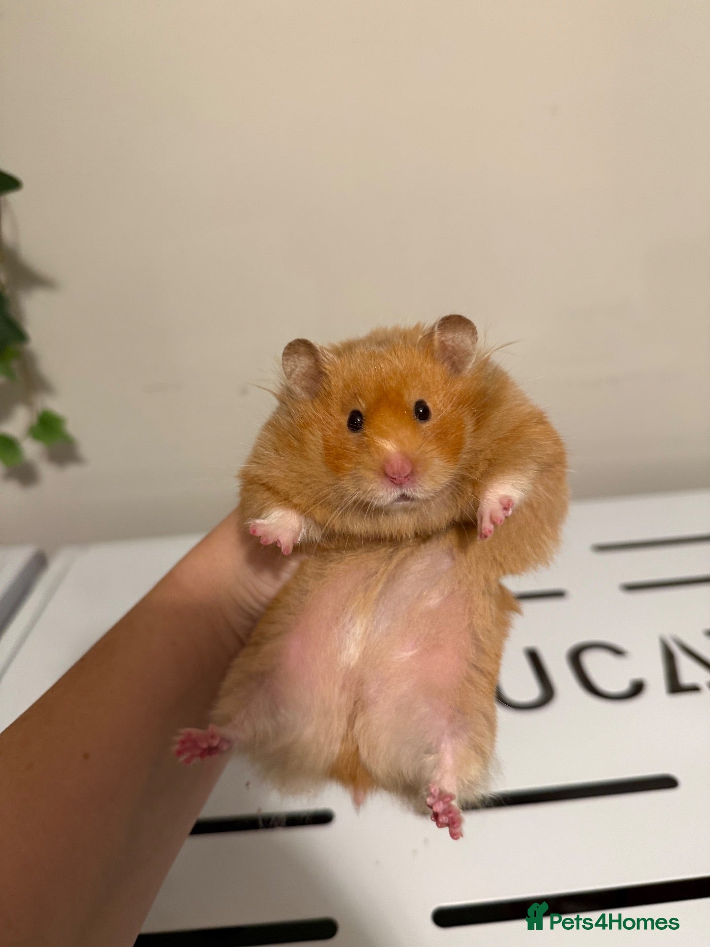 Hamster rodents Beautiful long haired tame hamsters - Advert 2