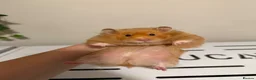 Hamster rodents for sale: Beautiful long haired tame hamsters in Gloucester - Advert 1