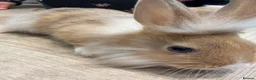 Lionhead rabbits for sale: 2 male lion head boys both brothers - Advert 2