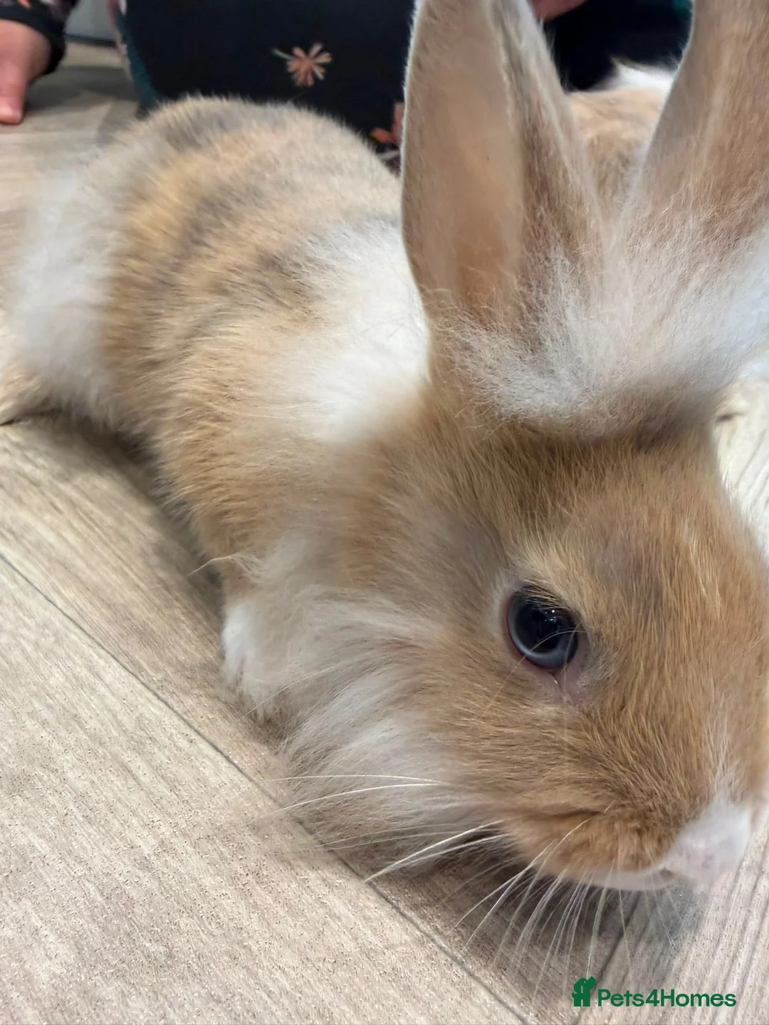 Lionhead rabbits for sale: 2 male lion head boys both brothers - Advert 2