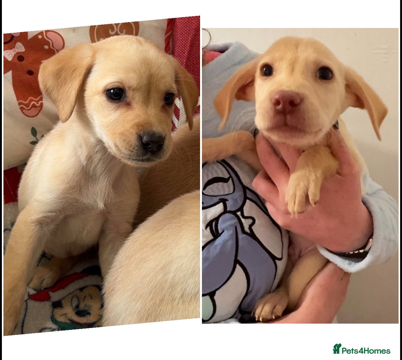 Yellow Lab Labrador X Chihuahua Chihuahua And Lab Mix Puppies