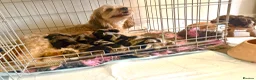 Cavapoo dogs for sale: Cottage Cavapoo puppies 5* Council reg’d  - Advert 28