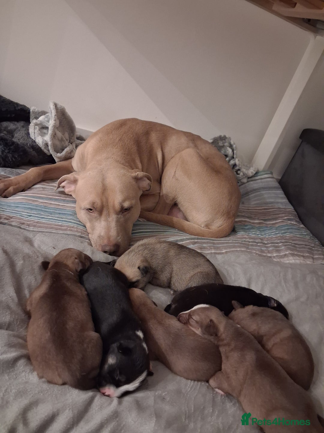 Mixed Breed dogs for sale: Agouti Husky Cross puppies  - Advert 2