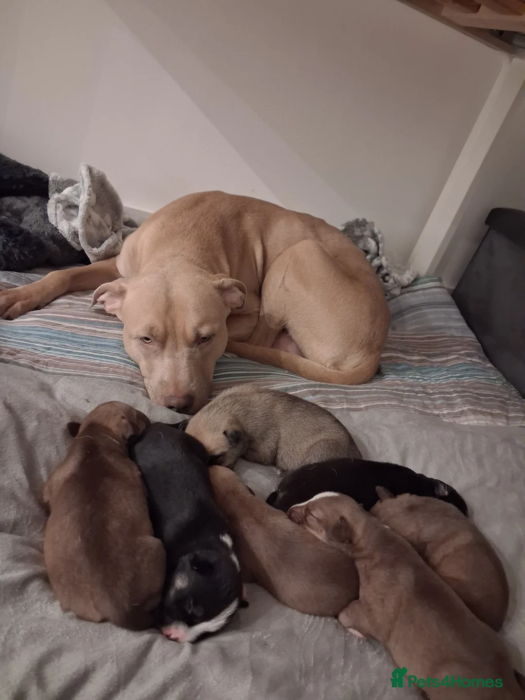 Mixed Breed dogs for sale: Agouti Husky Cross puppies  - Advert 2