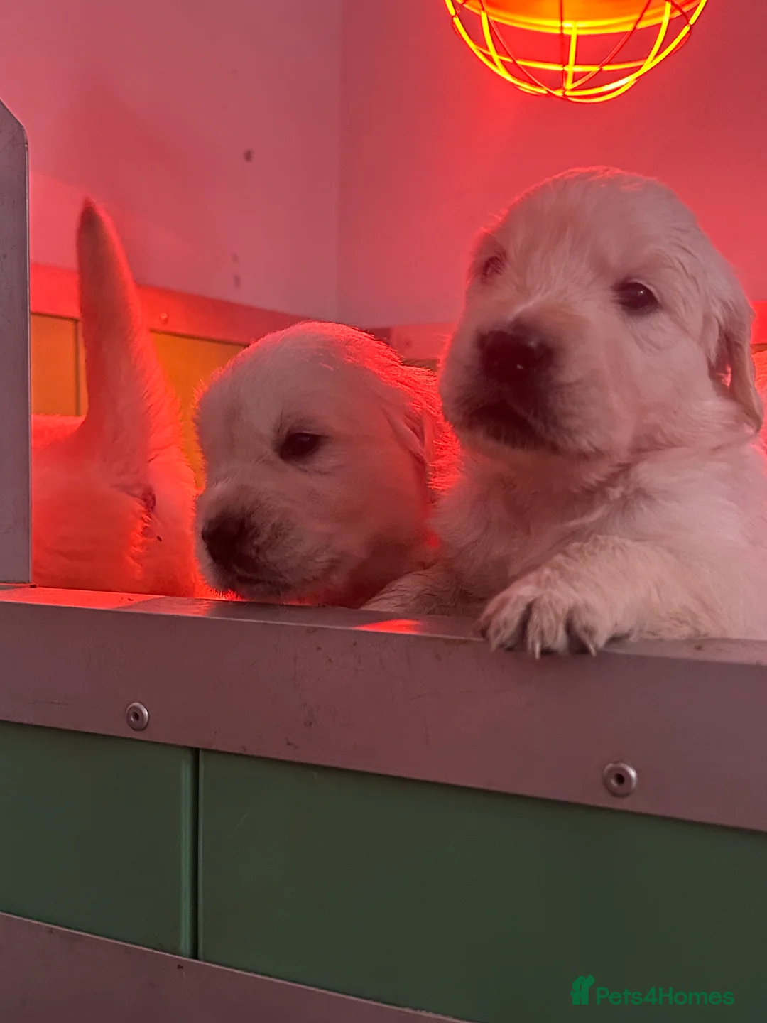 Golden Retriever dogs for sale: English cream golden retrievers - Advert 2