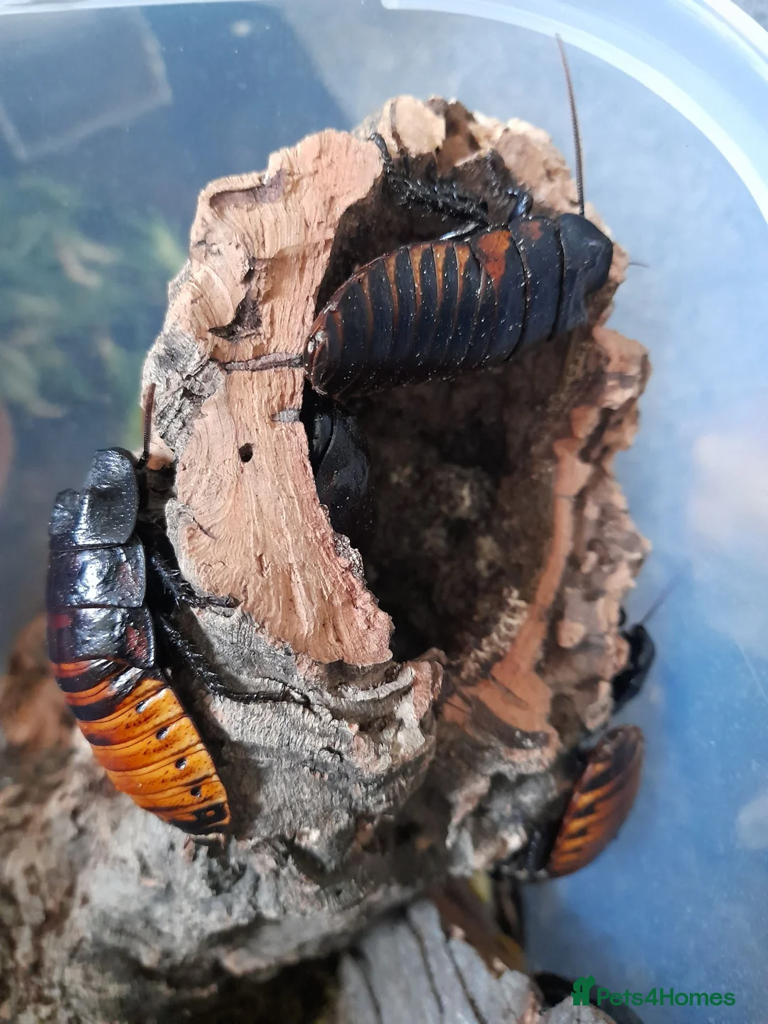 Cockroaches invertebrates for sale: Mixed Age Hissing Cockroaches - Advert 1