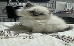 Ragdoll cats for sale: 5 beautiful fluffy blue eye ragdoll kitten  - Image 3