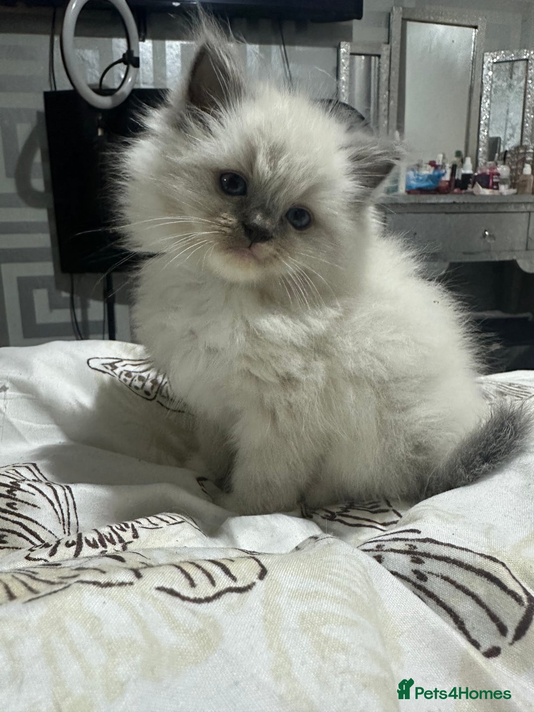 Ragdoll cats for sale: 5 beautiful fluffy blue eye ragdoll kitten  - Image 3