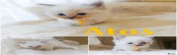 Ragdoll cats for sale: TICA Ragdoll kittens🐱🐱🐱 - Advert 6