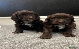 Cockapoo dogs for sale: Cockerpoos  - Image 2