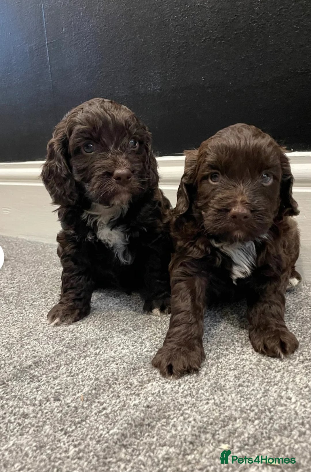 Cockapoo dogs for sale: Cockerpoos  - Image 2