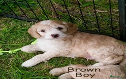 Cockapoo dogs for sale: ⭐️VERY RARE TOY Cockapoo Puppies⭐️🐶 - Image 16