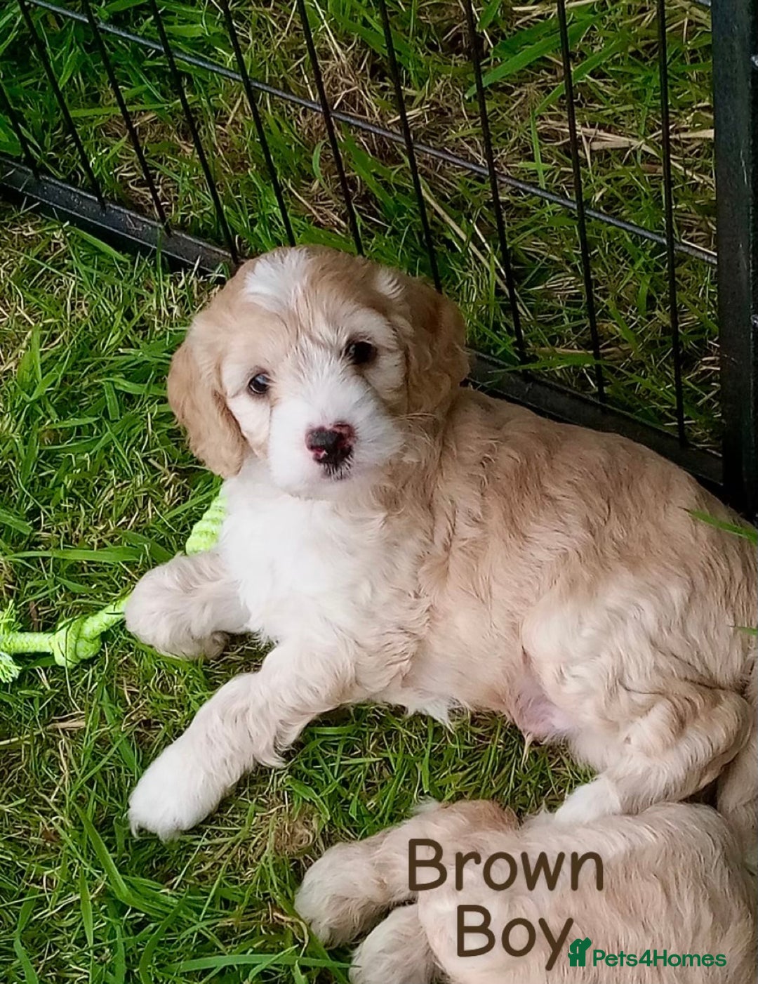 Cockapoo dogs for sale: ⭐️VERY RARE TOY Cockapoo Puppies⭐️🐶 - Image 16