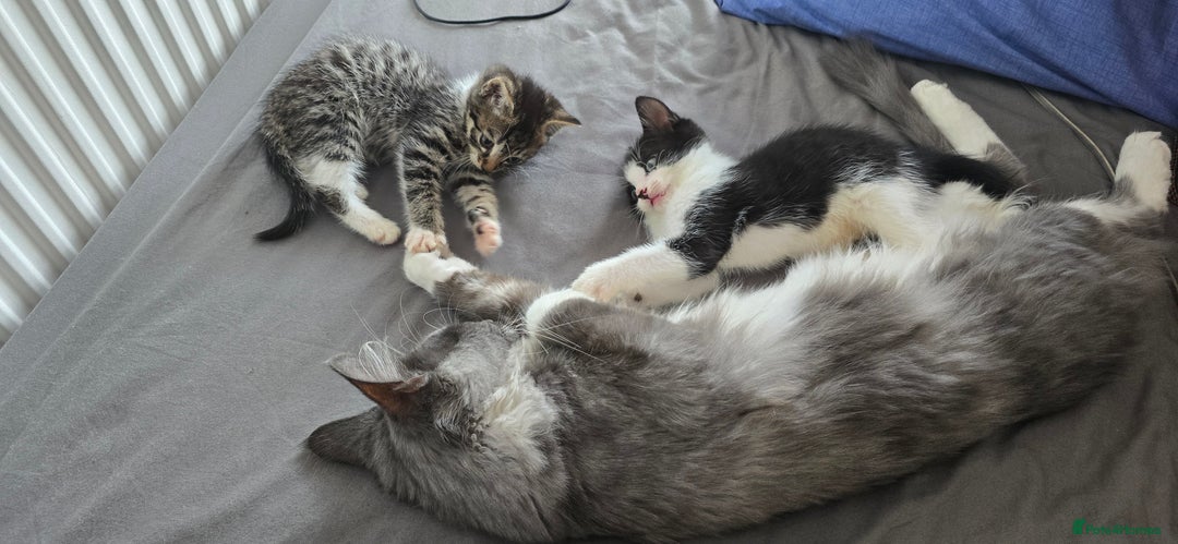 Mixed Breed cats for sale: Two playful loving kittens - Image 1