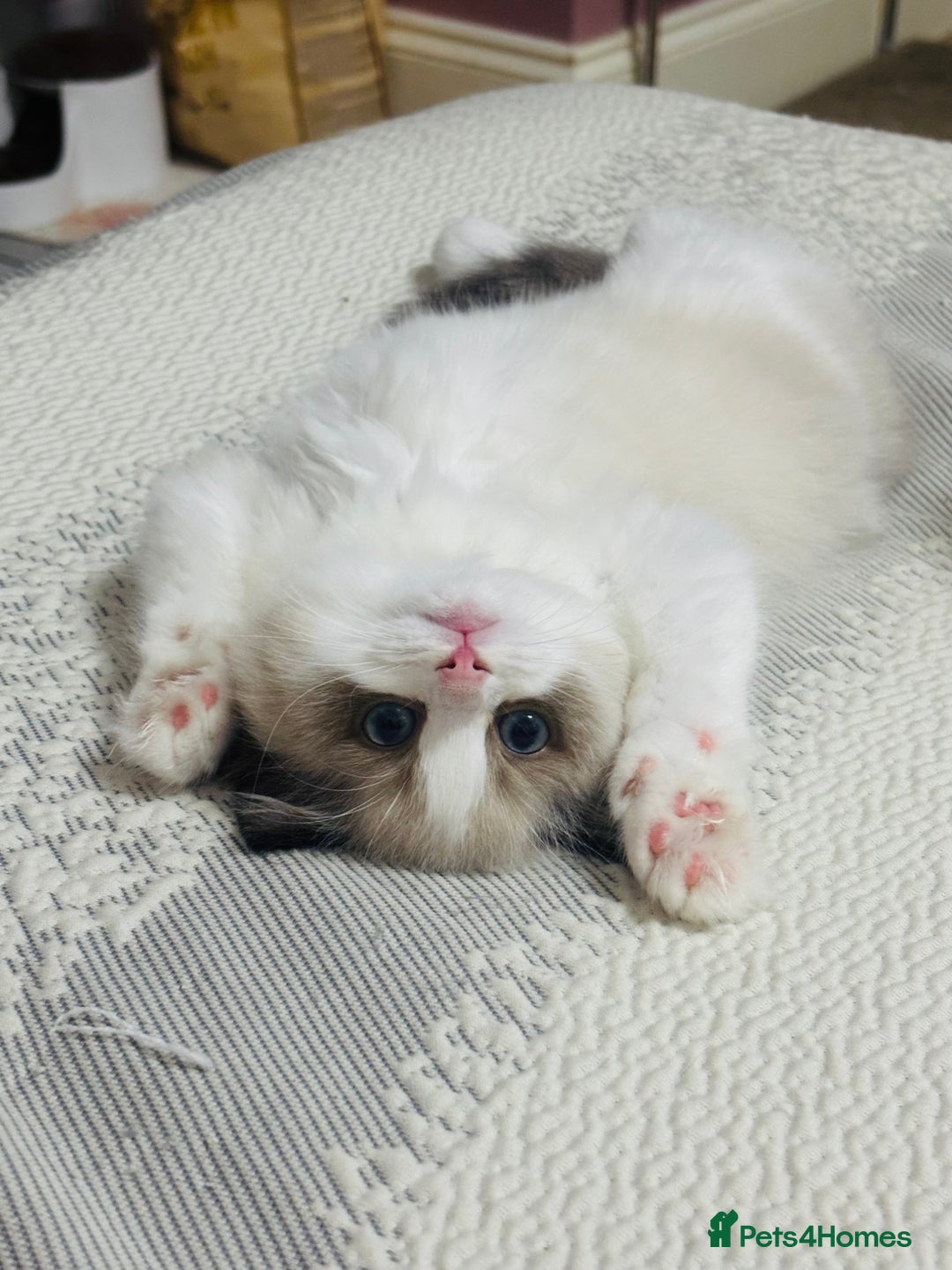 Ragdoll cats for sale: Champion Bloodline Seal Bicolour Ragdoll Girl - Image 5