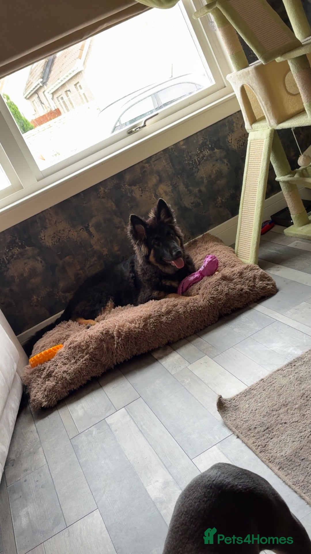 German Shepherd dogs for sale: German shepherd  - Image 3