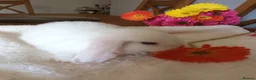 Mini Lop rabbits for sale: Beautiful mini lops  - Advert 8