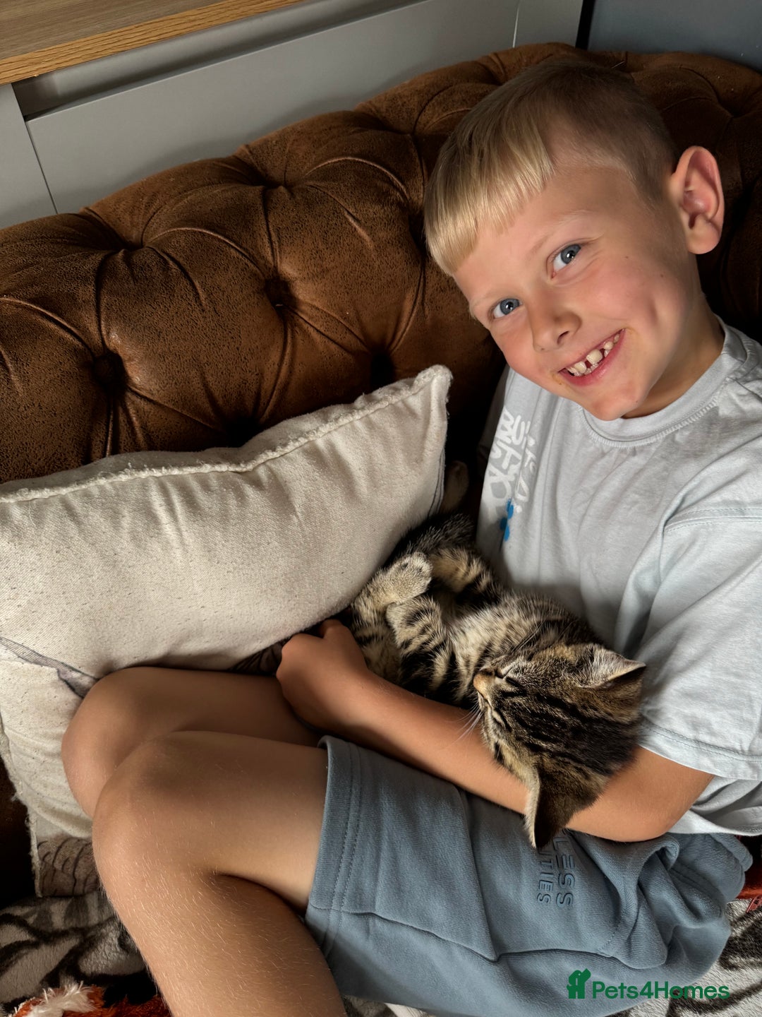 British Shorthair cats for sale: Brothers looking for their forever homes - Image 2