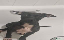 Mixed Breed dogs for sale: Cane corso x only one black girl available  in Paignton - Image 1