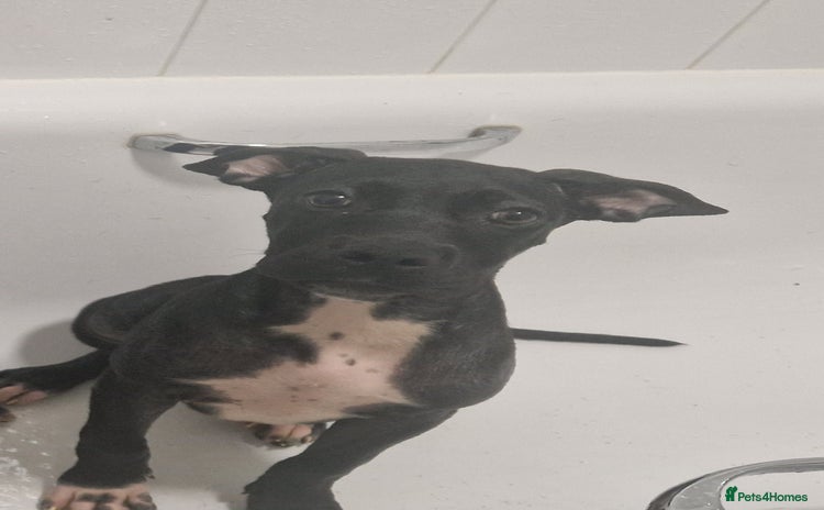 Mixed Breed dogs in Paignton - Advert 10