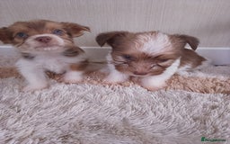 Mixed Breed dogs for sale: Shitzu x jack Russell  - Image 5