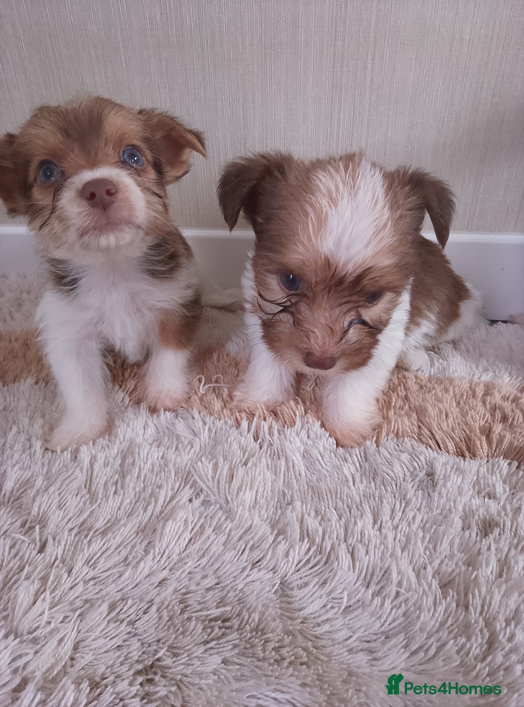 Mixed Breed dogs for sale: Shitzu x jack Russell  - Image 5