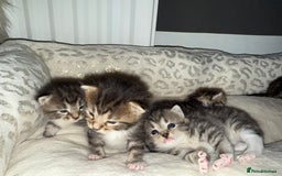 Bengal cats for sale: Bengal mix - Image 12