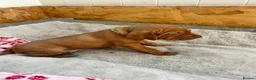 Hungarian Vizsla dogs for sale: 5 handsome hungarian vizsla puppies for sale - Advert 21