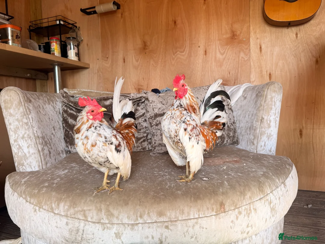 Chickens poultry for sale: Two serama cockerels for sale - Advert 5