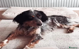 English Setter dogs for adoption: Lister (now Albie) - Image 2
