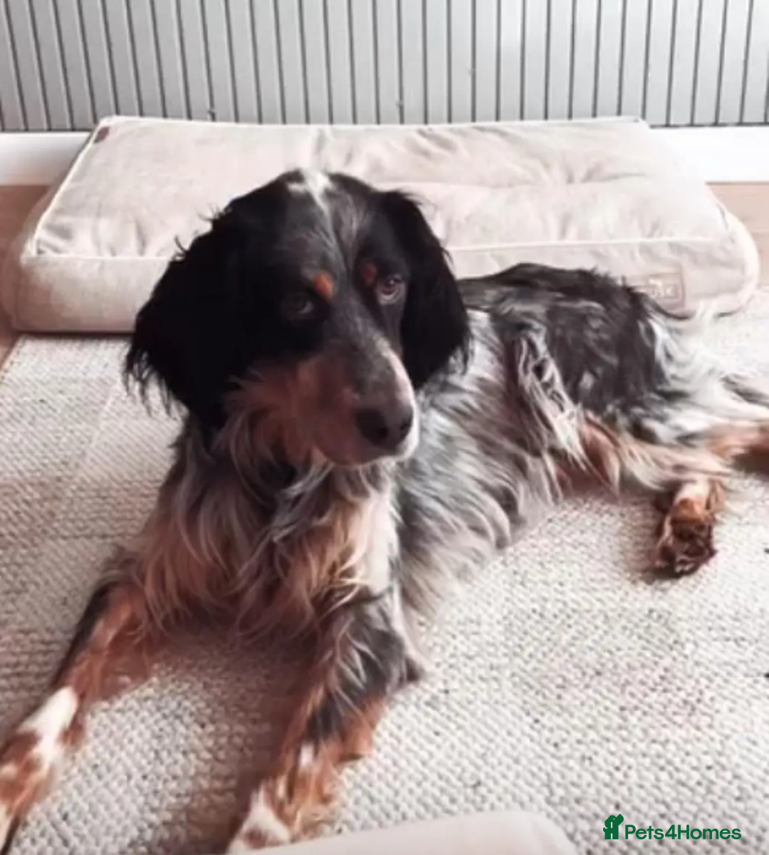 English Setter dogs for adoption: Lister (now Albie) - Image 2