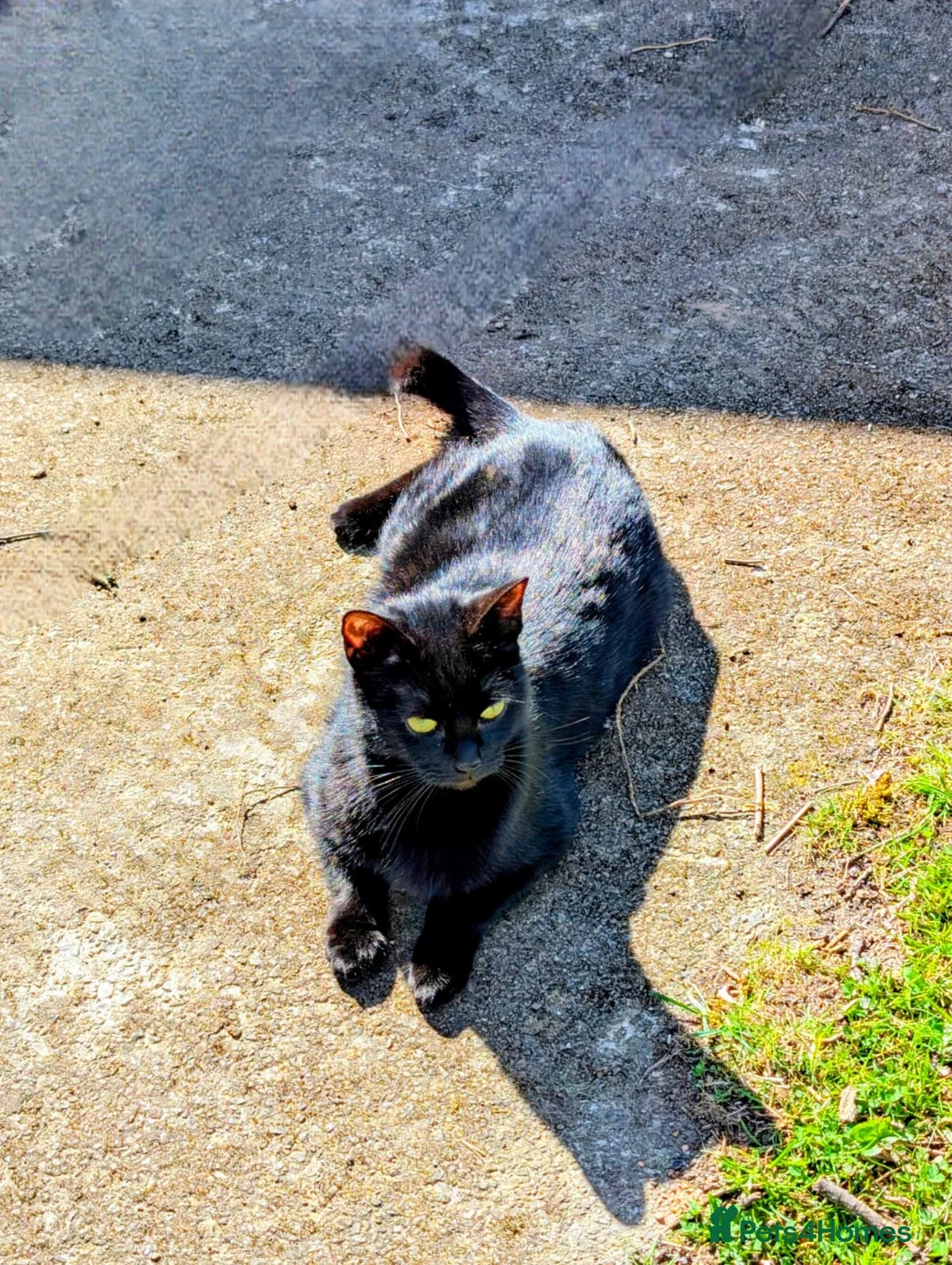 Mixed Breed cats for sale: 6 Adorable mixed breed kittens for sale - Advert 9