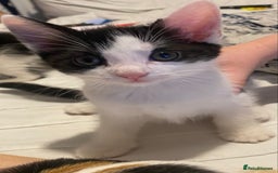 Mixed Breed cats for sale: 4 Beautiful kittens  - Image 5