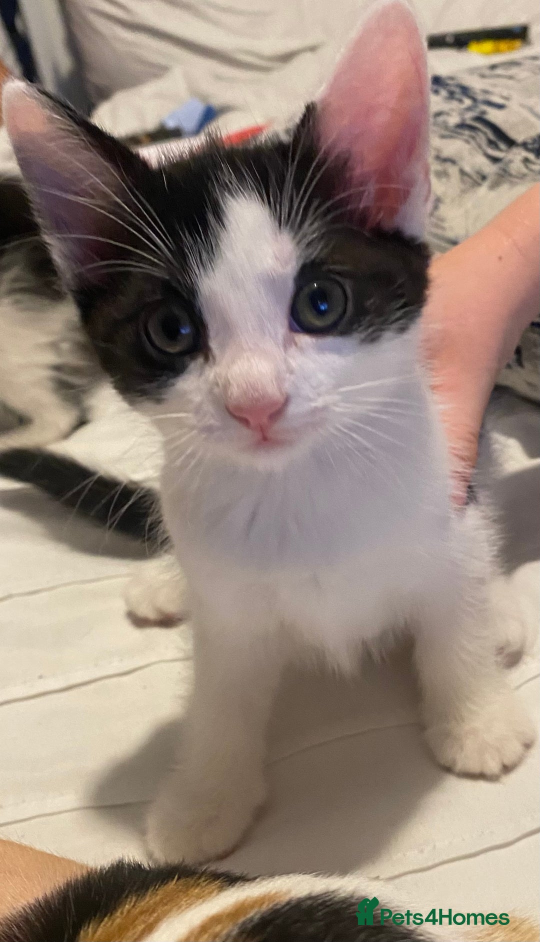Mixed Breed cats for sale: 4 Beautiful kittens  - Image 5
