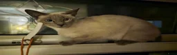 Ragamese cats for sale: Lovely Ragamese cat for sale in Todmorden - Advert 1