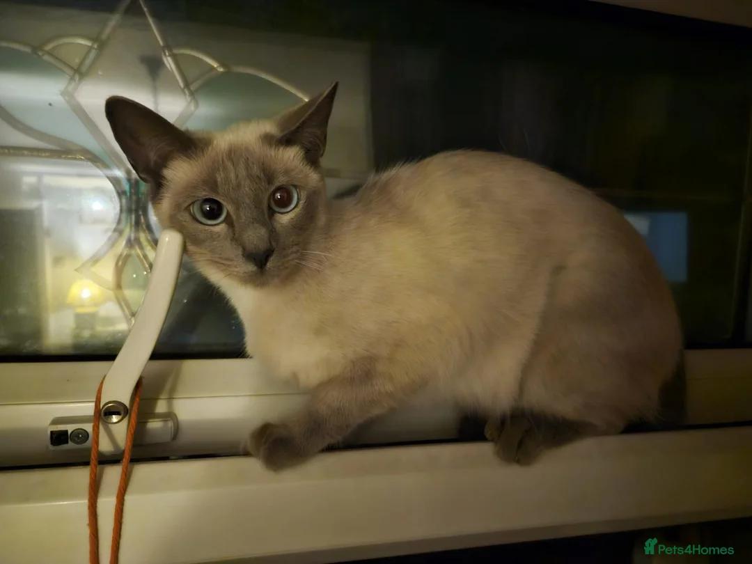 Ragamese cats for sale: Lovely Ragamese cat for sale in Todmorden - Advert 1