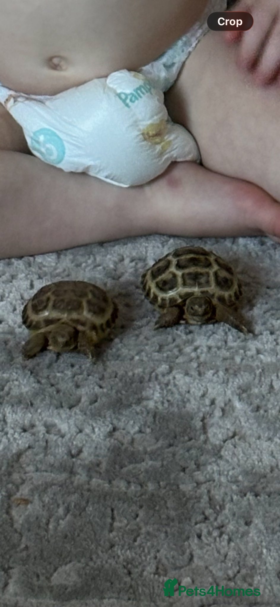 Tortoise reptiles 2 horsefield tortoises  - Advert 3