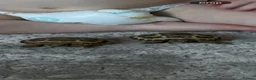 Tortoise reptiles for sale: 2 horsefield tortoises  - Advert 1
