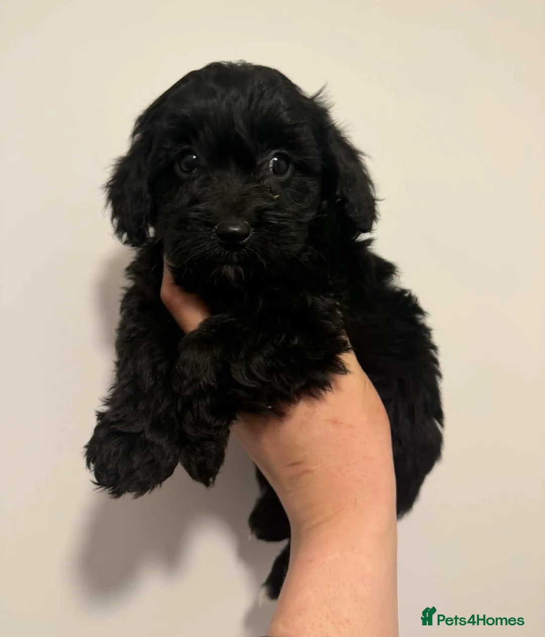 Cavapoo dogs for sale: Toy Cavapoo - Advert 2