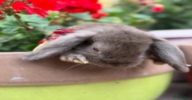Mini Lop rabbits - Advert 14