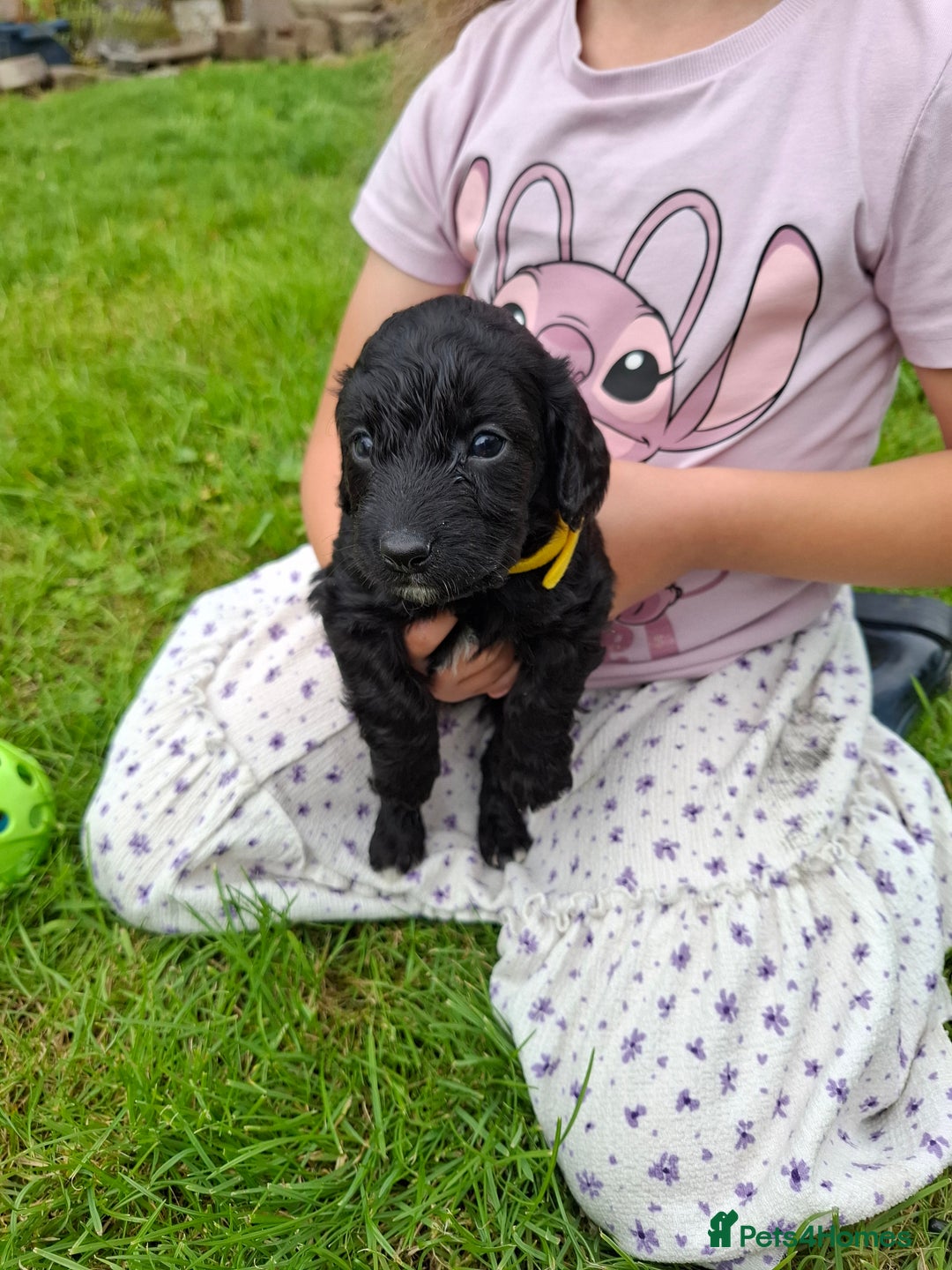 Cockapoo dogs for sale: Beautiful Cockapoo Puppies For Sale  - Image 11
