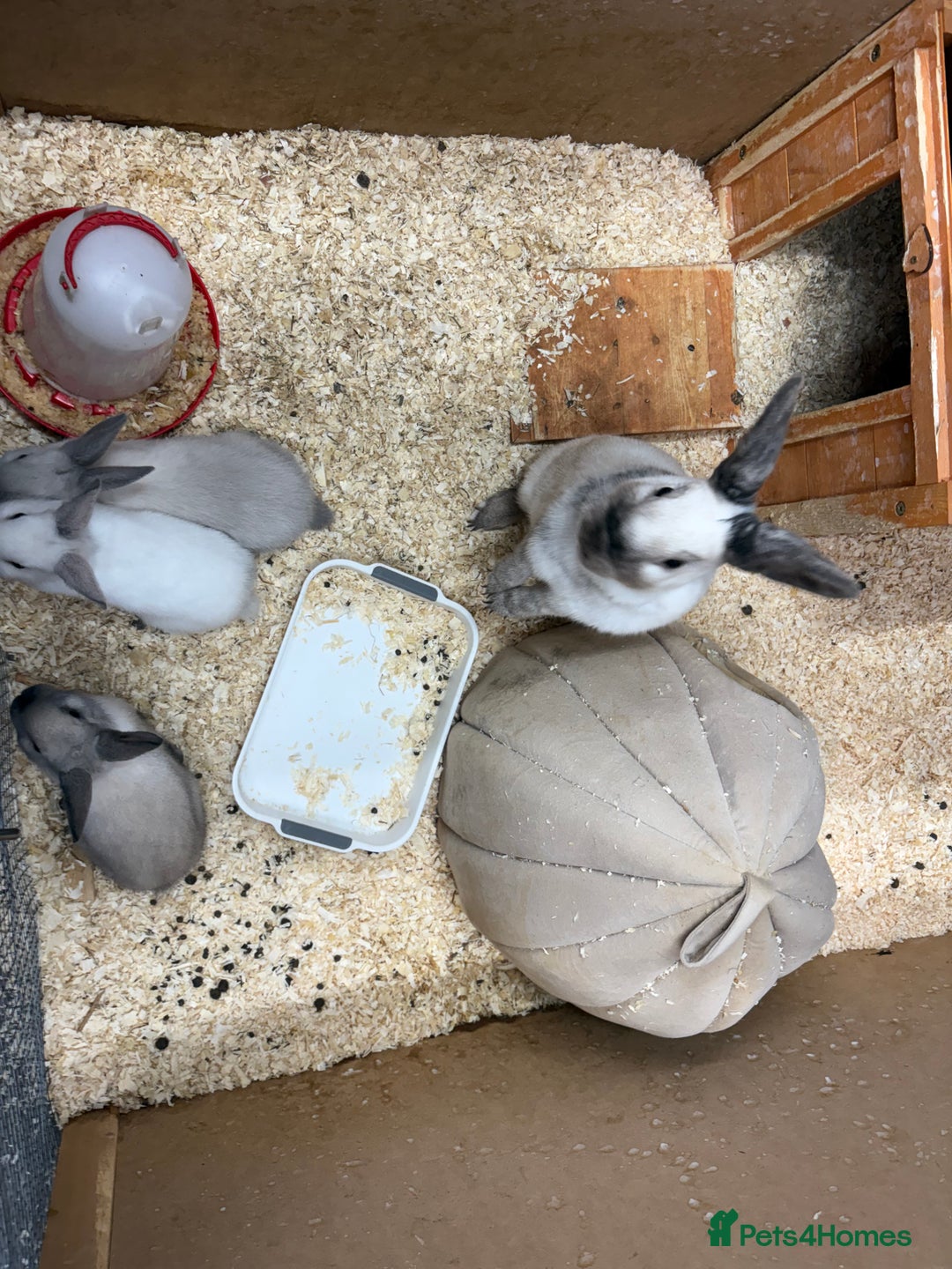 Rex rabbits for sale: 3 gorgeous babies bunny’s  - Advert 8