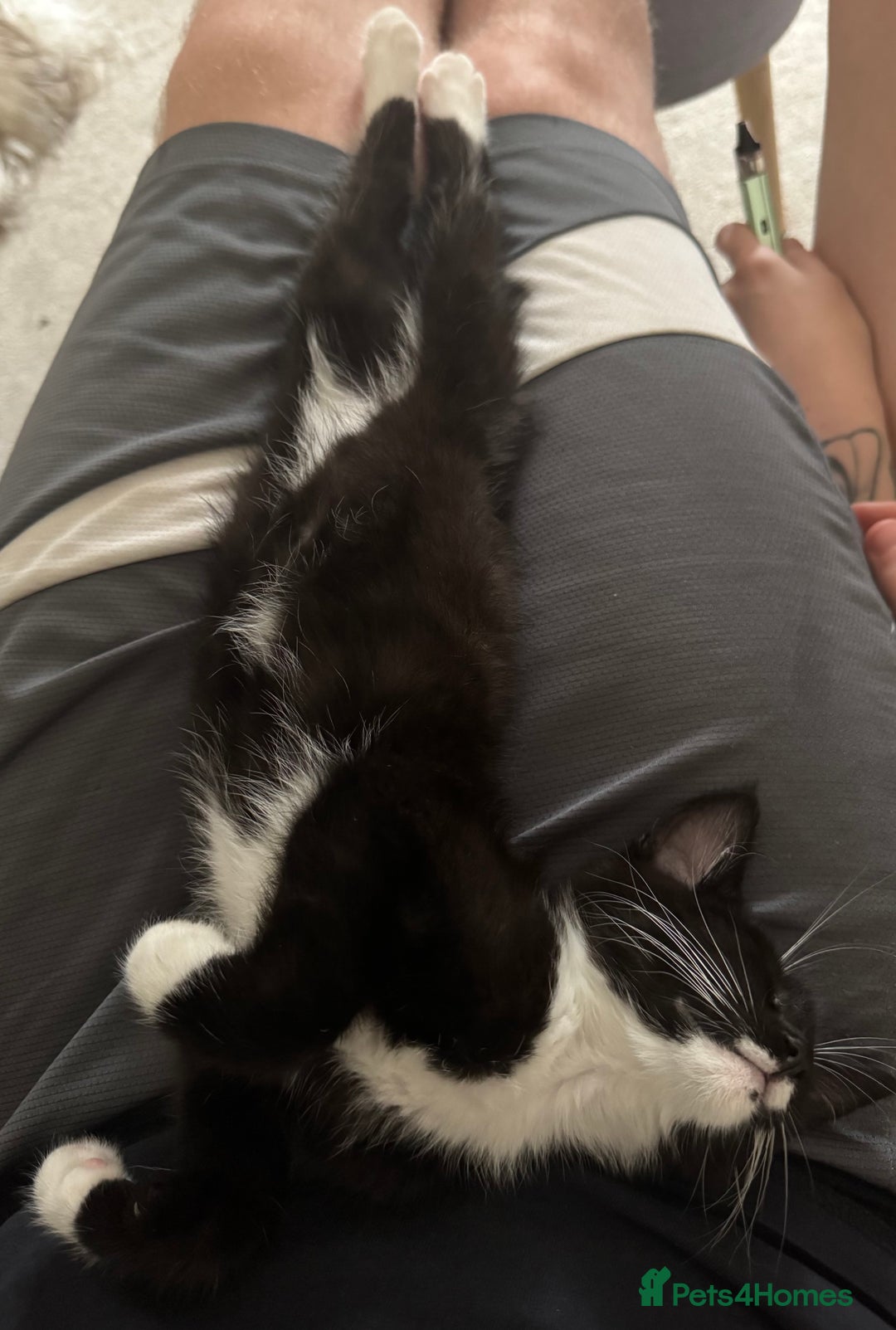 Maine Coon cats for sale: 3/4Month old Kitten 50% Maine coon 50% Mixed - Image 3