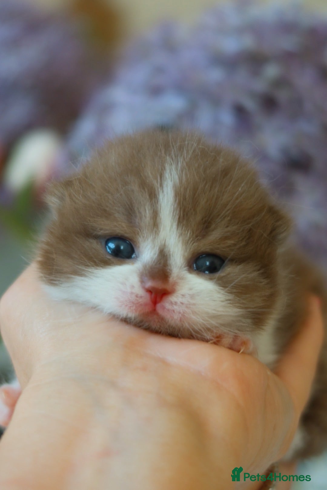 British Shorthair cats British Shorthair Kittens - Registered & Licensed - Advert 1